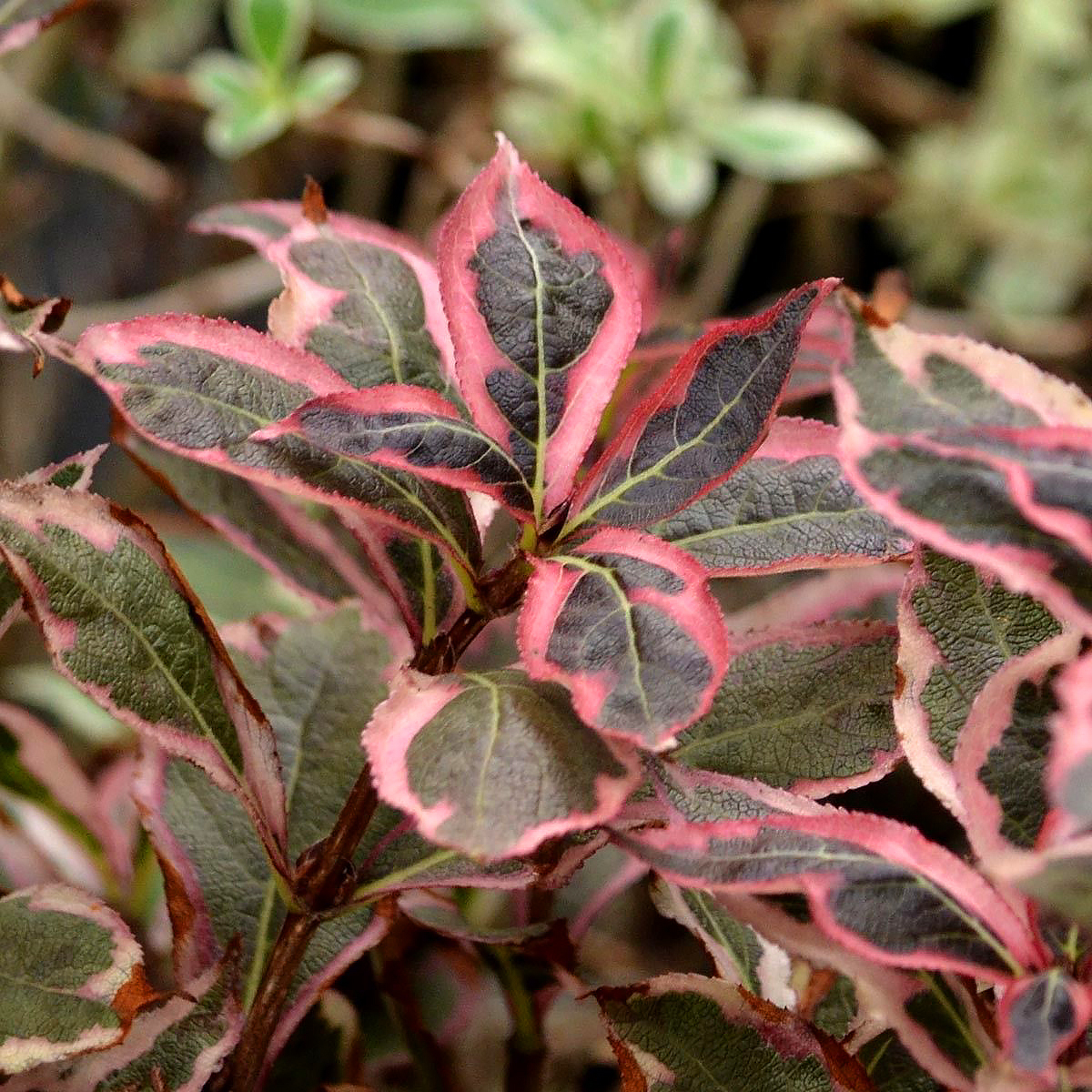 Weigelas de follaje variegado