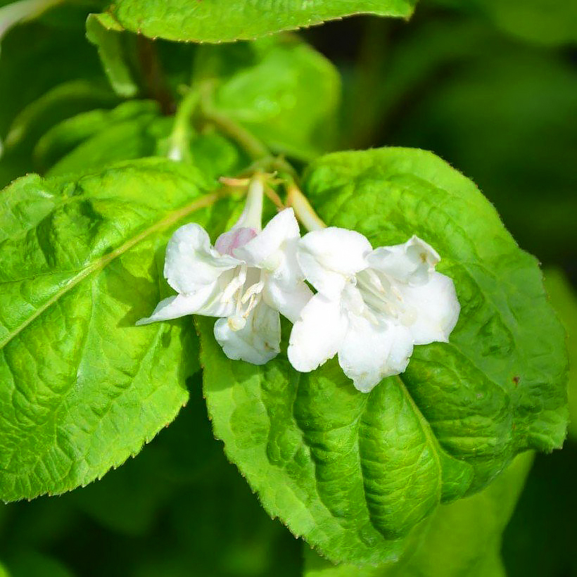 Weigelas de follaje verde