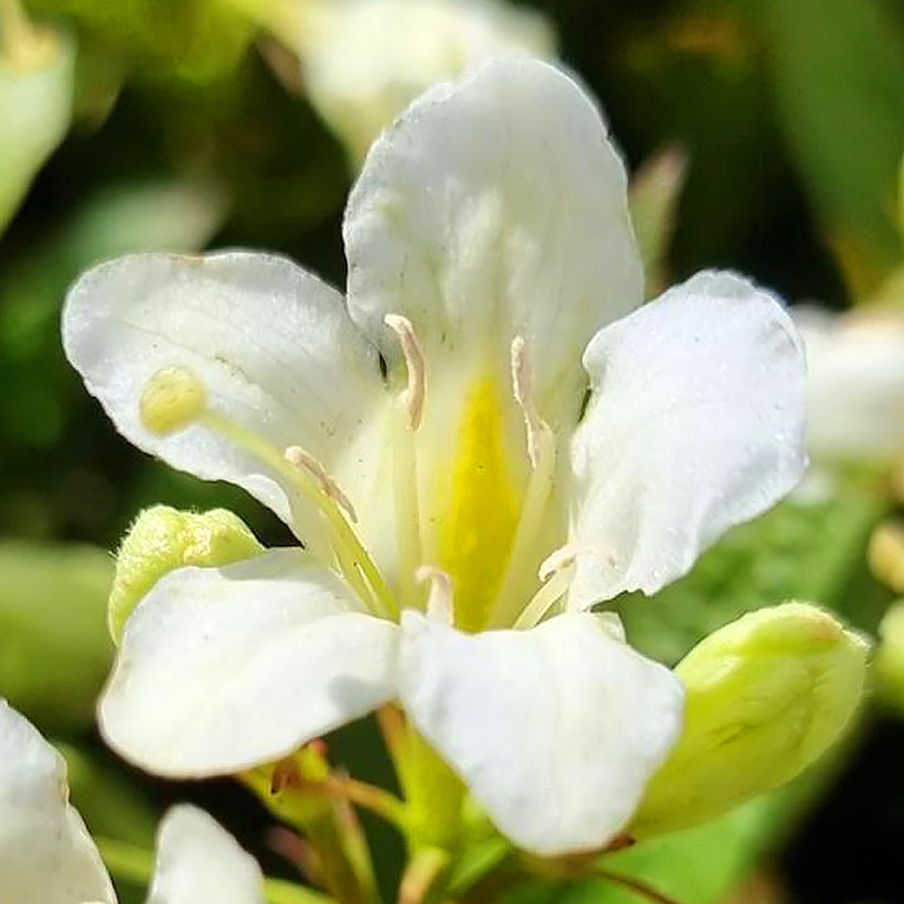 Weigelas de flores blancas