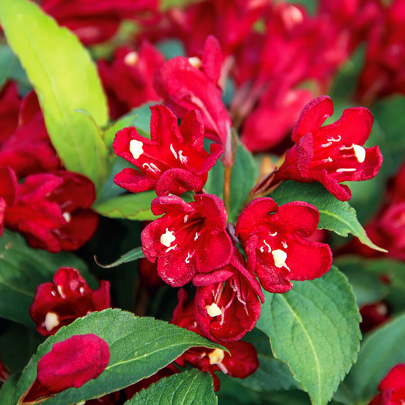 Weigelas de flores rojas