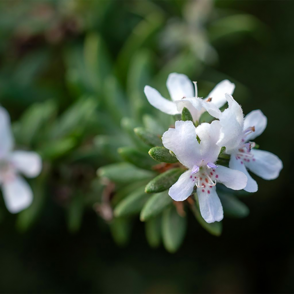 Westringia - Romero de Australia