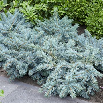 Picea pungens Karpaten - Pícea de Colorado