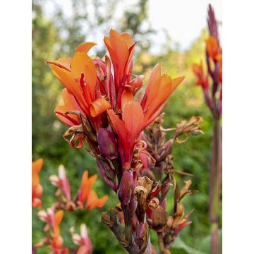 Canna Grand Duc - Caña de las Indias