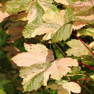 Acer pseudoplatanus Simon-Louis Frères - Arce blanco