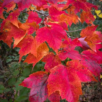 Acer rubrum Sun Valley