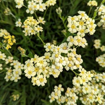 Achillea King Edward - Milenrama