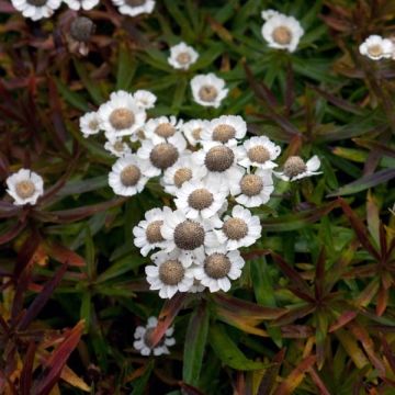 Achillea ptarmica Nana Compacta