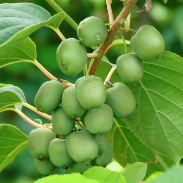 Mini kiwi Fresh Jumbo - Actinidia arguta