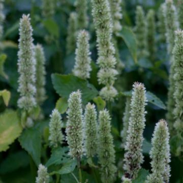 Agastache rugosa Alabaster - Menta coreana