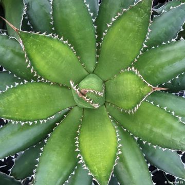 Maguey del pedregal - Agave horrida