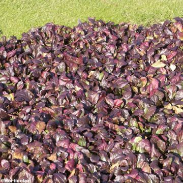 Ajuga reptans Jungle Beauty