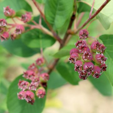 Guillomo de Saskatchewan Martin - Amelanchier alnifolia