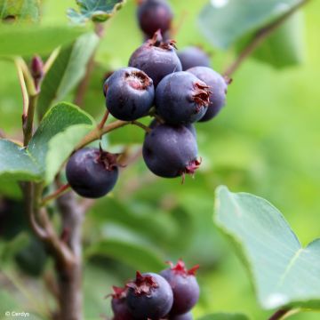 Guillomo de Saskatchewan Saskablue - Amelanchier alnifolia