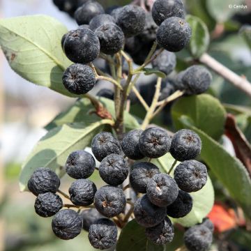 Chokeberry púrpura Rubina - Aronia x prunifolia