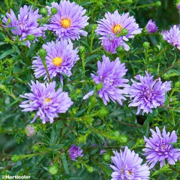 Aster novi-belgii Sarah Ballard