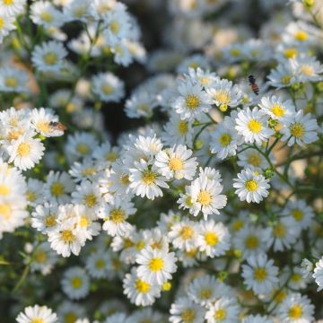 Aster ericoides Schneegitter