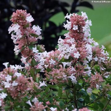 Abelia chinensis Autumn Festival