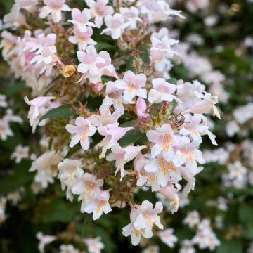 Abelia grandiflora Semperflorens