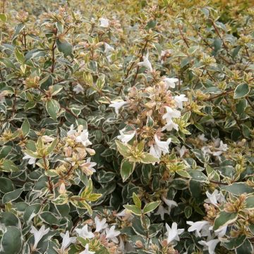 Abelia grandiflora Steredenn