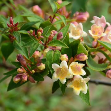 Abelia grandiflora Sunny Charm