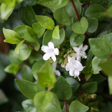 Abelia zanderi Little Richard