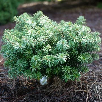 Abies koreana Cis - Abeto de Corea