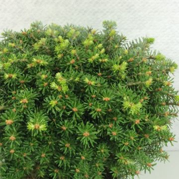 Abies koreana Nadelkissen - Abeto de Corea