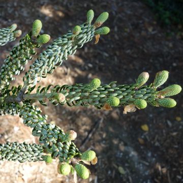 Abies koreana Silberlocke - Abeto de Corea