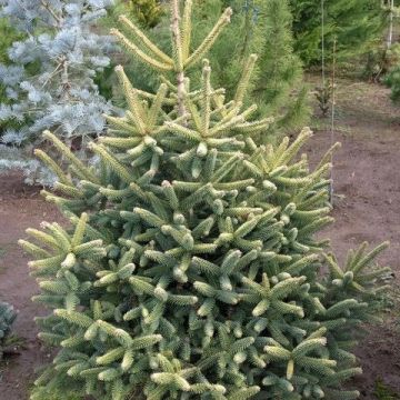 Abies nordmanniana Aurea