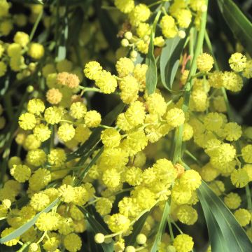 Acacia retinodes Lisette