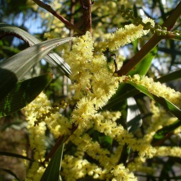 Acacia longifolia - Mimosa dorada