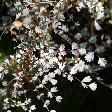 Acaena saccaticupula Blue Haze