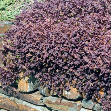 Acaena inermis Purpurea - Abrojos