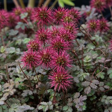 Acaena microphylla Kupferteppich - Abrojos