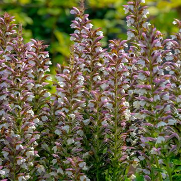 Acanto espinoso - Acanthus spinosus