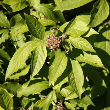 Acanthopanax henryi - Ginseng siberiano