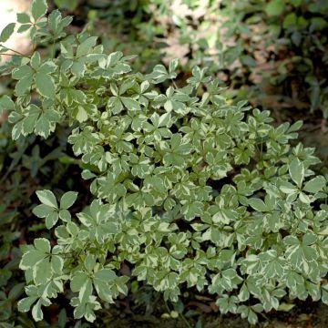 Acanthopanax sieboldii Variegatus - Ginseng siberiano