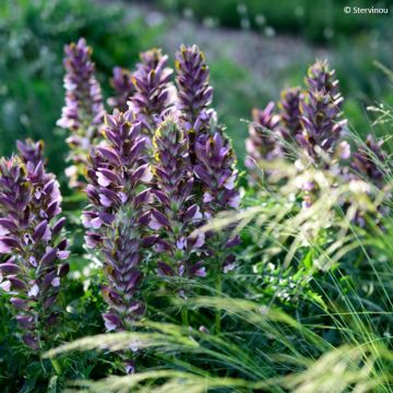 Acanthus hirsutus subsp. syriacus - Acanto