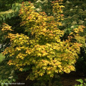 Acer Orientalia