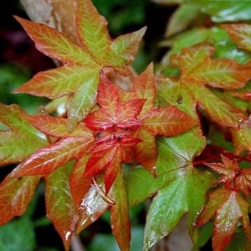 Acer cappadocicum Rubrum - Arce de Capadocia