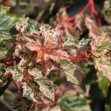 Acer conspicuum Silver Cardinal