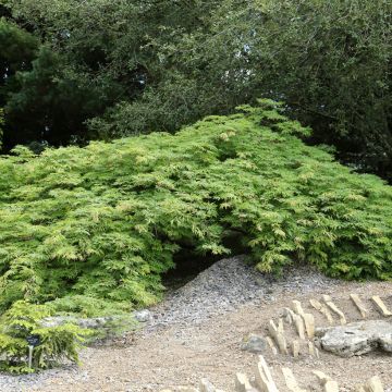 Erable du Japon - Acer japonicum Green Cascade