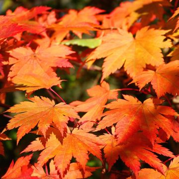 Arce japonés Vitifolium