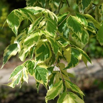 Acer negundo Aureovariegatum