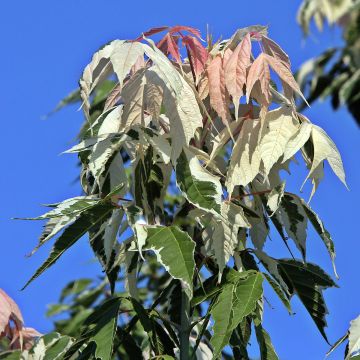 Acer negundo Flamingo