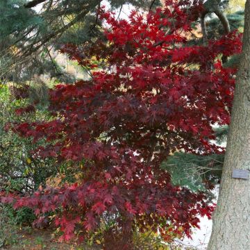 Arce japonés Bloodgood- Acer palmatum