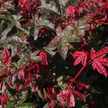 Acer palmatum Deshojo - Arce japonés