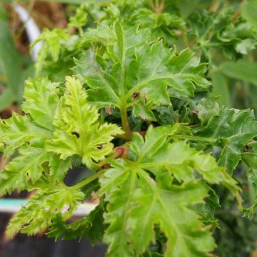 Acer palmatum Shishigashira - Arce japonés