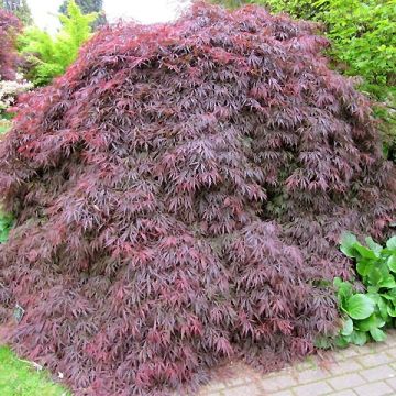 Arce japonés Dissectum Atropurpureum - Acer palmatum