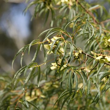 Arce pentaphyllum